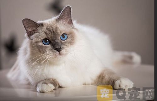 广东正规猫舍纯种布偶猫价格多少钱一只？