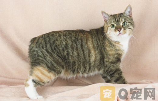 曼岛无尾猫