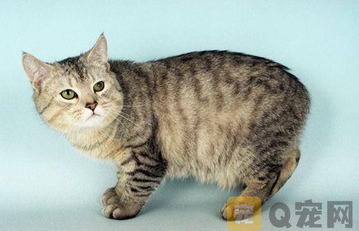 曼岛无尾猫