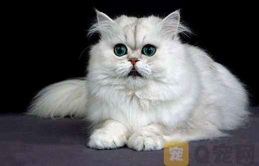 一般猫咪的基础美容有哪些？