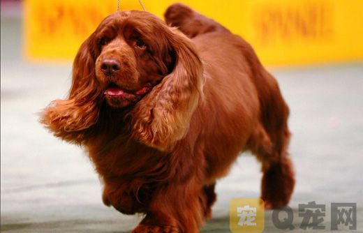 如何训练苏塞克斯猎犬叼报纸？