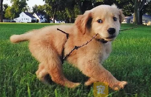 金毛打疫苗需要注意哪些问题？