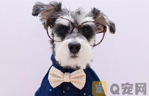 如何训练调皮的狗狗？