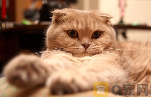 给猫咪洗澡需要注意哪些问题？