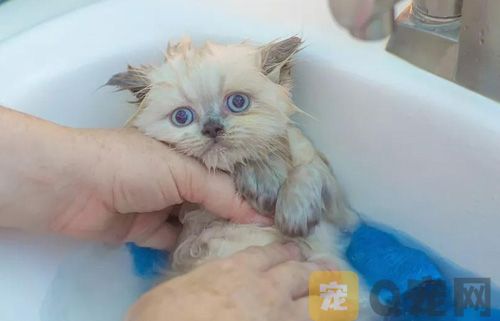 猫咪洗澡过程会影响毛发吗？