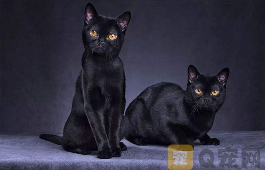 四川孟买猫纯种猫咪多少钱？