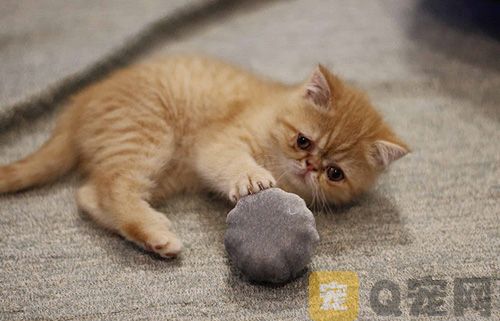 饲养宠物猫金渐层你知道要注意哪些问题吗？