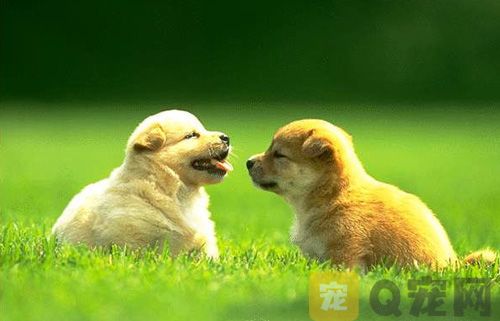 给宠物狗驱虫要注意什么问题？