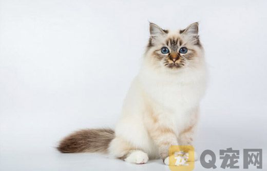 2021年广东宠物猫专卖店银渐层猫咪价格行情！(图1)