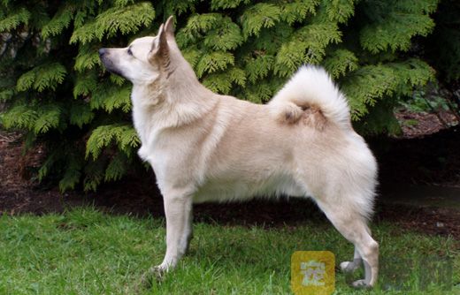 怎么训练挪威布哈德犬看家？(图1)