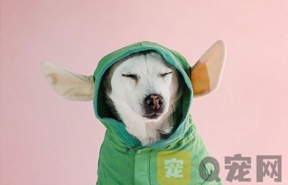 小狗不停叫怎么办，有什么方法?
