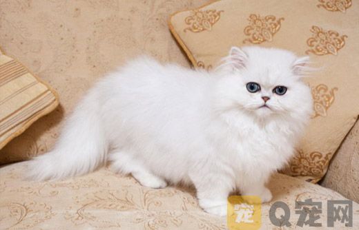如何给你的猫咪干洗？