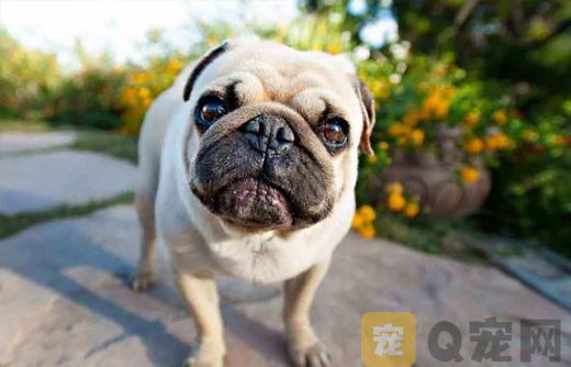 巴哥犬吐了，是怎么回事？