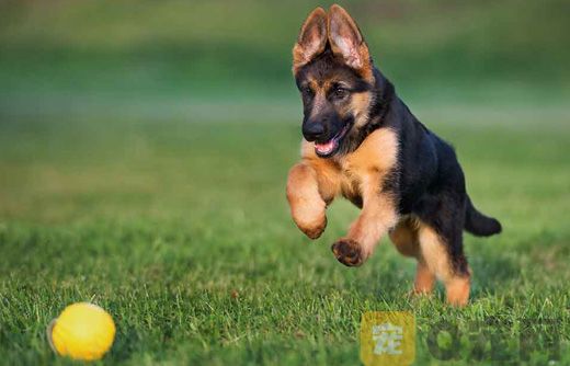德国牧羊犬训练捡东西怎么训？