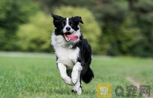 边境牧羊犬怎么训练握手？