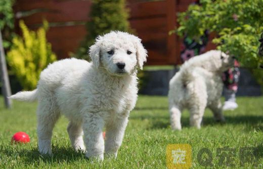 库瓦兹犬坏习惯怎么纠正？