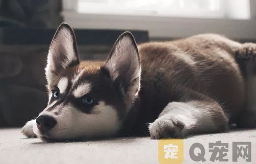 怎么训练狗狗学会听名字？(图1)