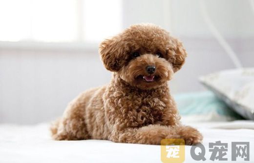 泰迪幼犬怎么训练上厕所？