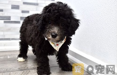 泰迪为什么会便血，需要注意什么？