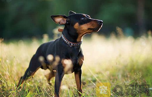 小鹿犬怎样训练它听话(图1)