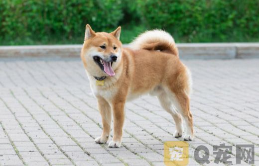 怎么训练土狗？