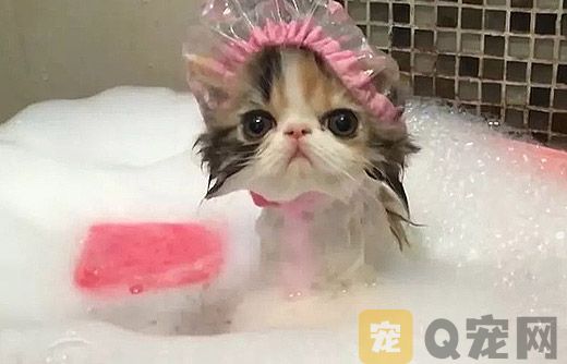 给猫咪洗澡太勤会有什么伤害？(图1)