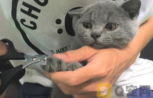 如何正确的给猫咪剪毛发？
