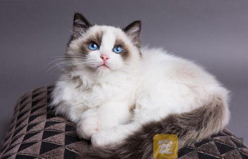 购买纯种布偶猫咪好不好？