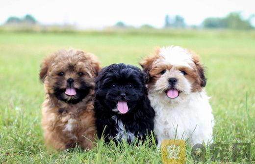 泰迪犬的智商高吗？狗狗当中排第几？