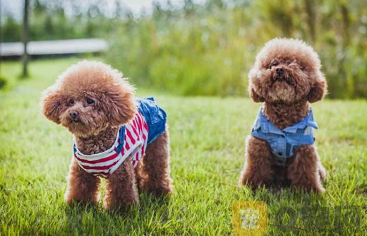 泰迪犬的智商高吗？狗狗当中排第几？