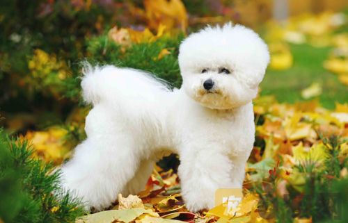 饲养比熊犬需要注意美容与卫生