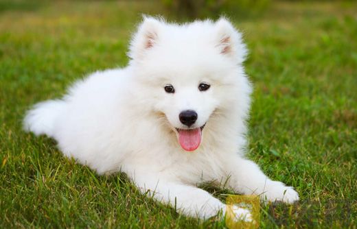萨摩耶幼犬的有什么喂养方法？