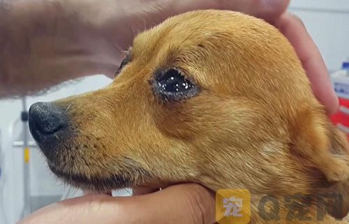 狗狗太瘦了是什么原因？