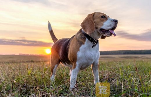 比格犬怎么打疫苗？