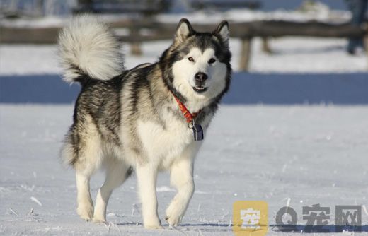 饲养阿拉斯加雪橇犬需要注意什么？