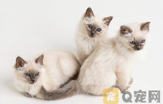 教你如何挑选猫咪？(图1)
