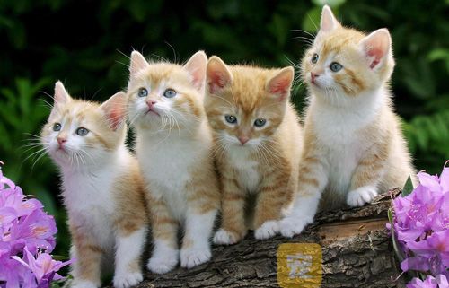 教你如何挑选猫咪？(图3)