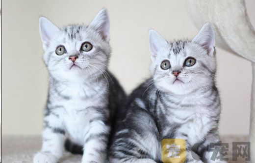 教你如何挑选猫咪？(图2)