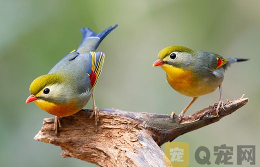 喂食相思鸟需要注意的问题？(图1)