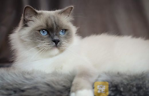 怎么解开猫咪身上的毛团？