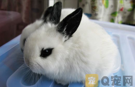 如何训练小白兔定点排泄？