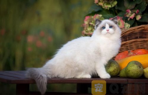 怎么清洗长毛猫的尾巴？