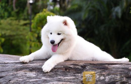 夏天可以给萨摩耶剪毛吗？