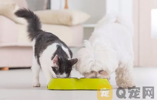 为宠物狗宠物猫做绝育有哪些好处？(图1)