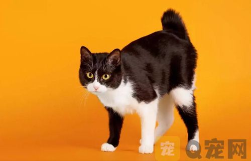 宠物猫不能吃的食物有哪些？