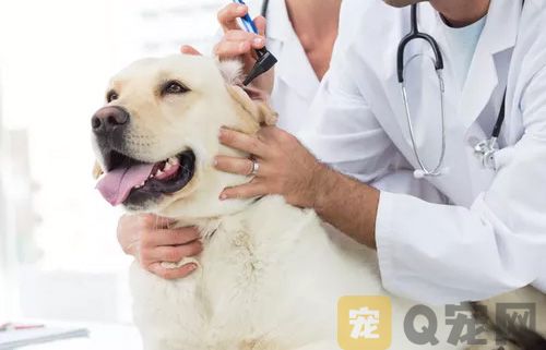 如何为狗狗打针？