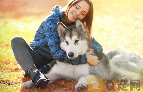 如何为宠物狗狗清理毛发？