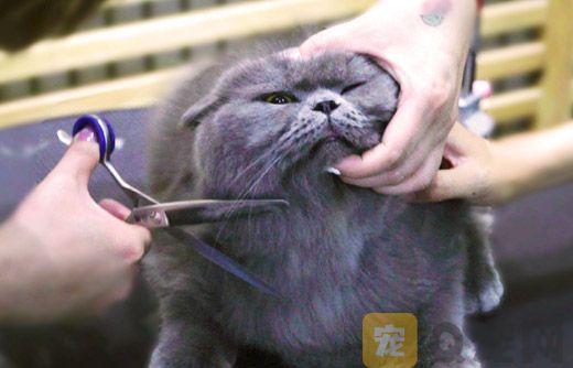 夏季猫咪究竟需不需要剃毛？(图1)