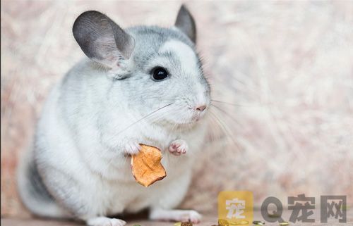 怎么样选购优质的龙猫？(图1)
