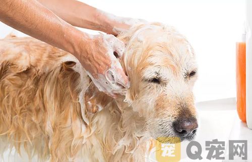 给狗狗洗澡需要注意什么问题？